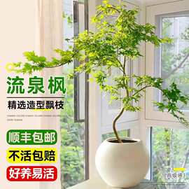 黄金流泉枫造型盆栽树苗绿植室内大型禄植阳台好养活易活四季常青