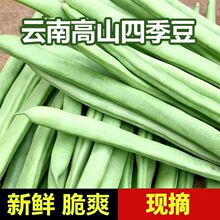 芸豆便宜筋豆时令四季豆现摘新鲜无露天新鲜蔬菜云南