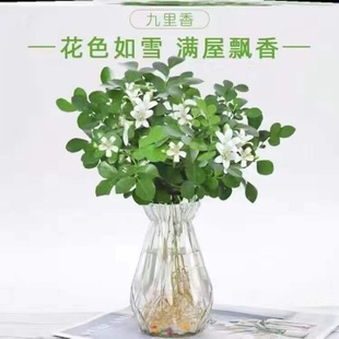 Jiulixiang Potted Summer Mosquito Killer Mosquito Repellent Hydroponic Green Plant Office Desktop Four-Season Blooming Florals