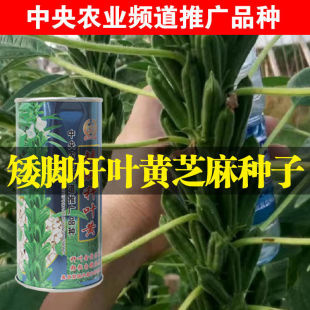 ���_�U�~�S֥��N�������B��ե�ͺ��������ͺ����ز��/��֥����