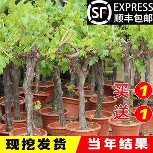 Kyoho Grape Tree Seedling Sunshine Rose Potted South North Cold-resistant Grape Seedling Fruit Tree Seedling Garden Planting Climbing Vine