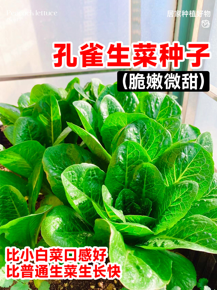 孔雀菜种四季种籽大全生菜罗马沙拉奶油紫叶种孑阳台盆栽蔬菜种子