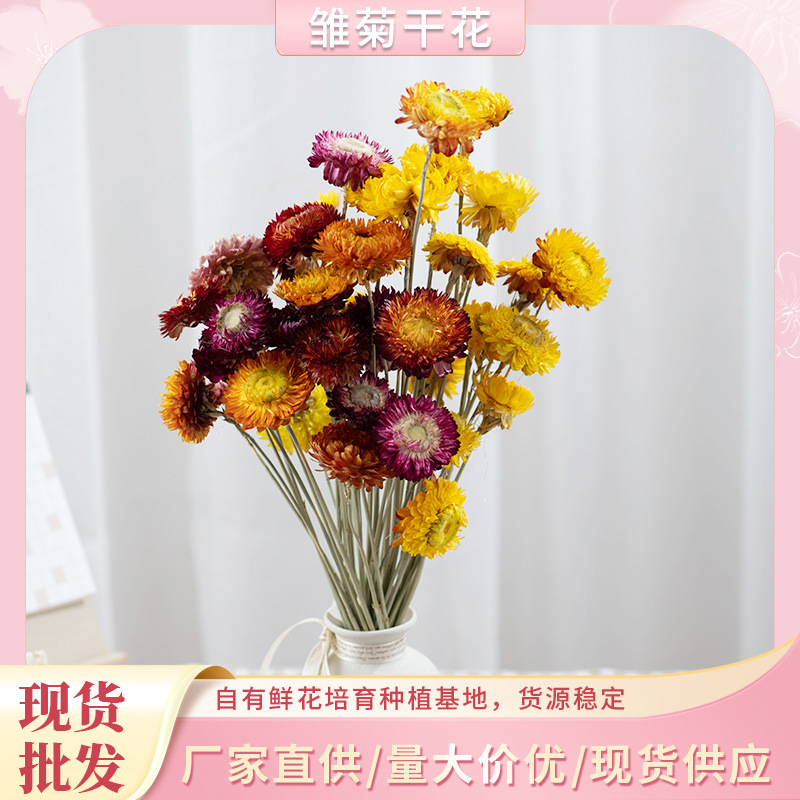 Yunnan dried flower bouquet straw chrysanthemum colorful…