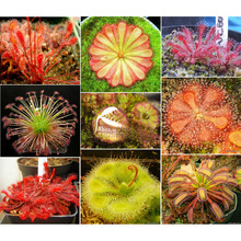 llʳ�xֲ��-���Né��� ��ʳ�x ���x �Gֲ ���ԡ�ʳ�˻������f�Q