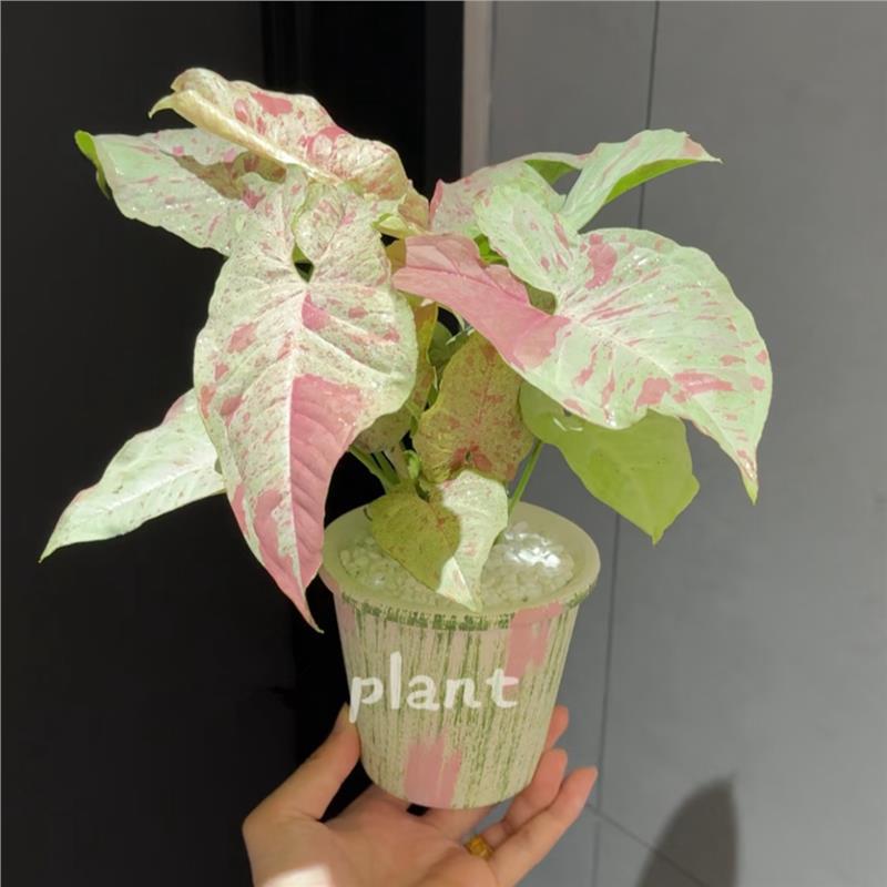牛奶合果芋+手工拉色粉绿盆+铺面石+接水盘