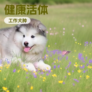 �����ܰ氢��˹���o�lȮ���͹���Ȯ������w�������N����Ȯ����