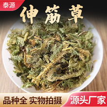 伸筋草 伸筋草批发 【各种中药材批发】各种规格 大货批发 伸筋草