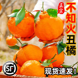 四川知火丑橘新鲜水果整箱9斤桔子丑八怪丑柑橘非耙耙柑产地直发