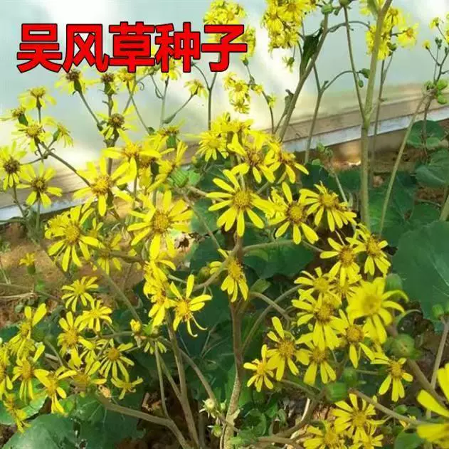 Большие семена Wufengcao, звездчатый анис, черный лотос, золотая чаша, однолистный лотос, большой водный каштан, ароматный водный каштан, четырехсезонные декоративные семена.