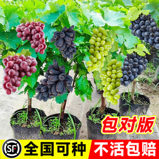 ꖹ�õ�����ј������԰��ɻ���������ϱ����Nֲ����