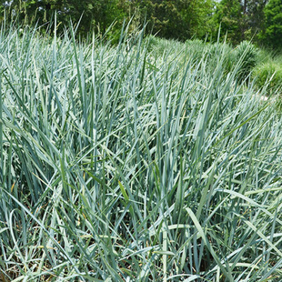 Base Wholesale Lanbin Wheat Seedlings Indian Miscanthus Nursery Wheat Seedlings Flower Bed Flower Mirror Gardening Multi-Season Viewing