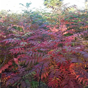 ��ľ�N���S�Bľ�N�� �S�Bľ �����·N�� ��ѿ�ʸ� ��������