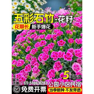 ���ʯ�񻨷N���ļ����N�׳ɻ��ɫ�Wʯ��N��ͥԺ����ʯ�񻨻���