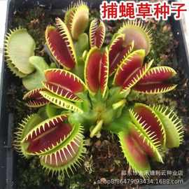 捕蝇草种子食人花猪笼草盆栽食虫植物食蝇草种子室内阳台四季易种