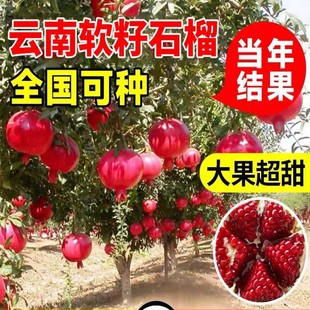 ʯ������ͻ��˹ܛ��ʯ��������ͥԺ�����ش����o����ʯ�����