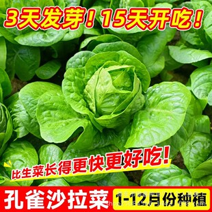 �h˹ɳ���˷N��ֱ������ɳ������ԭ�b�ļ��߲˷N�Ӵ�ȫ�˷N�����l