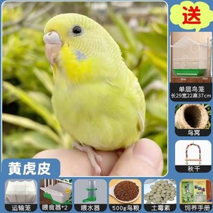 ��Ƥ�W�^�B���Bճ�˸�����녰����r���Ћ��P����С�Bľ�|����