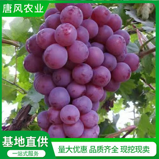 ���ѻ������l �����t�������� �t�����ј��� �Ϸ��������@�Nֲ