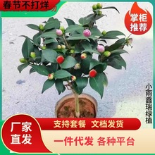 һl軨Ԙɽ軨ֲ҃Bɫ൤