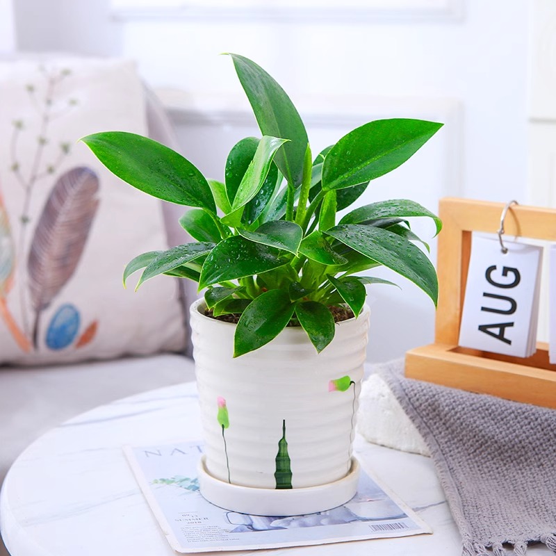 3개의 금 다이아몬드 25-30cm + 나사산 잉크 도자기 세면대 + 영양액