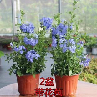 Blue Snowflake Plant Seedlings Potted Florals Indoor Balcony Heat-Resistant and Easy to Grow All Year Round Flowering Climbing Vines