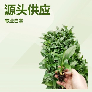 Desktop Foliage Green Plants, White Crane and Taro Queen, White Palm Group Cultivation, Gardening Florals and Green Plants, Large and Small Potted Plants, Evergreen All Year Round