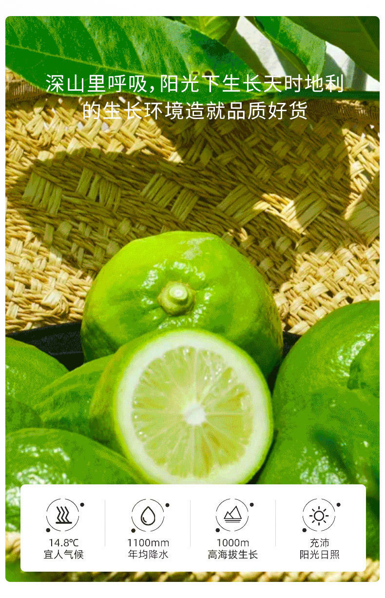 Freeze Dried Lemon Slices Xiang Shui Ning Meng Pian Seedless Large Pieces Cold Brew Fruit Tea 50g Jar quality and texture