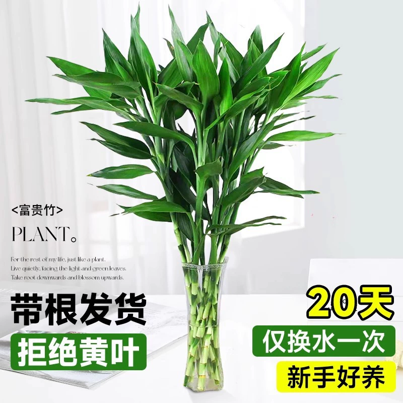 Богатое бамбуковое гидропонное растение для гостиной, зеленое растение, выращенное в воде, бамбук Гуаньинь с толстыми стеблями и корнями, простое в уходе, комнатное растение в горшке из бамбука удачи.