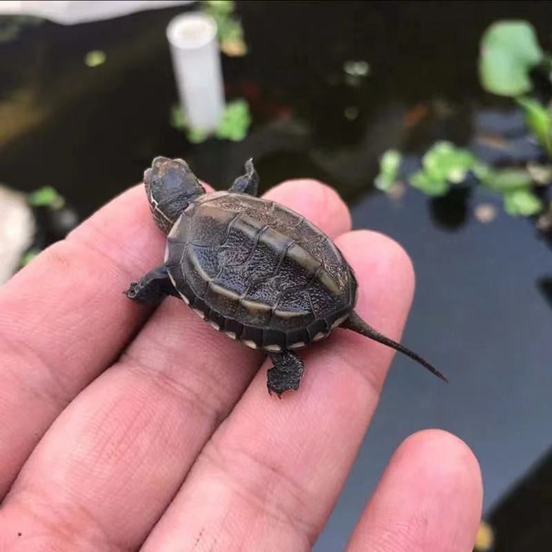 China turtle Little Turtle Living creatures Outside the pond Longevity turtle Pets Gold turtle Mexican turtle wholesale