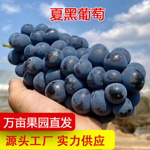 ���a��ֱ�l���ĺ����Ѯ������r�Fժ����ɿڷǾ޷�����һ�����l