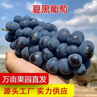 产地直发夏黑葡萄当季新鲜现摘酸甜可口非巨峰蓝莓葡萄一件代发