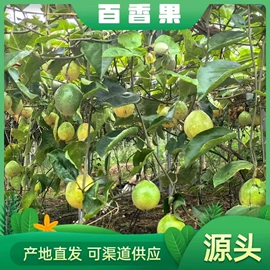 番薯类;柑桔;苹果