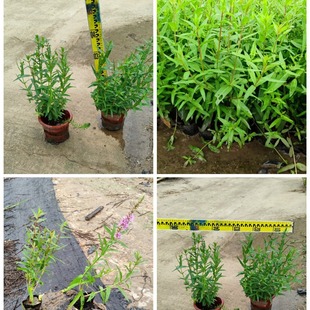 Thousands of Quancai, Water Willow Pot Seedlings, Leaf Lotus, Wetland, Rivers, Rockery, Water-Graveling Plants