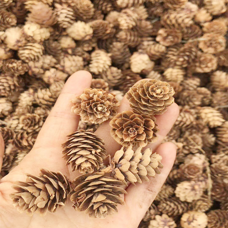 1-2cm Pine Cone Decorations Pine Cone Wild DIY Handmade Materials Dried Garland Shopping Mall Square Christmas Decoration Accessories 1-2cm Pine Cone Decorations Pine Cone Wild DIY Handmade Materials Dried Garland Shopping Mall Square Christmas Decoration Accessories