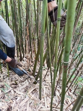 竹子支撑杆竹竿装饰苗木竹杆菜园搭架子篱笆旗杆庭院植物爬藤花架