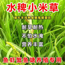 稗子草小米草虾蟹水草湖南稷子牧草耐水淹耐高温耐盐碱绿化草种子