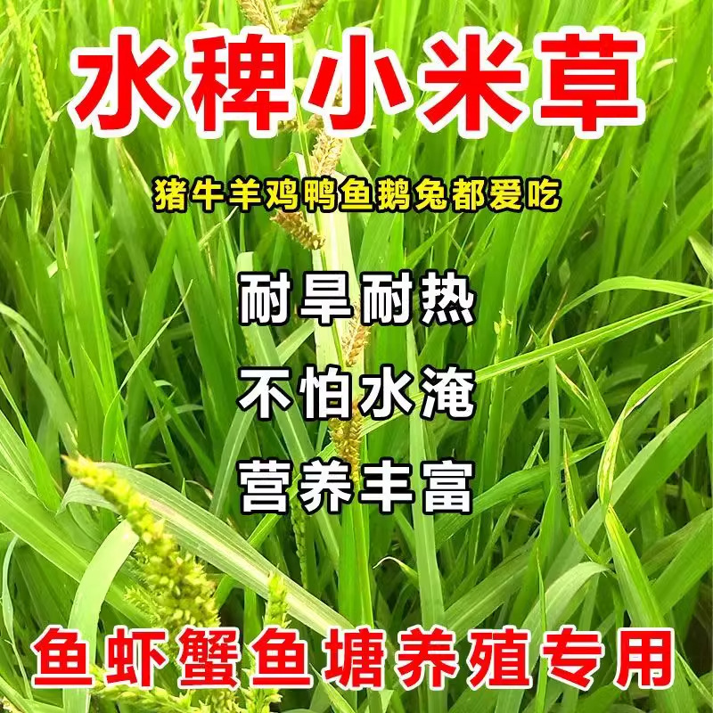 稗子草小米草虾蟹水草湖南稷子牧草耐水淹耐高温耐盐碱绿化草种子