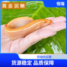泥鳅鱼缸吃藻青苔底层清洁工具鱼金龙鳅冷水淡水鱼摆摊观赏鱼批发