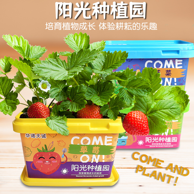 種植小盆栽兒童小番茄花農草莓植物觀察diy自種子六一兒童節禮物