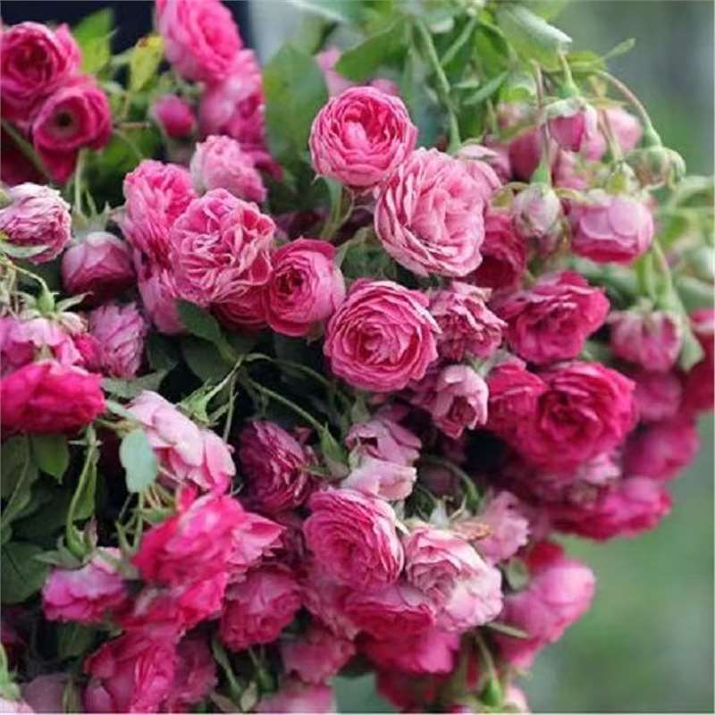 四季咲きのバラの花苗、特大の花つる苗、屋内外のバルコニー鉢植えバラ|undefined