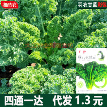 食用羽衣甘蓝种孑甘蓝菜种子羽翼雨衣绿紫甘蓝耐热盆栽秧苗蔬菜籽