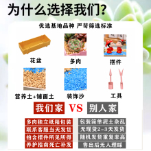 M3AO多肉植物组合盆栽套餐diy微景观摆件幼儿园儿童礼盒教师节礼