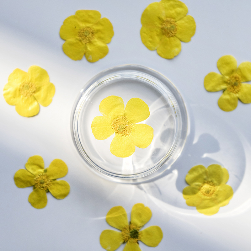 毛茛   干花压花植物标本diy手工贴画滴胶相框书签材料押花材料