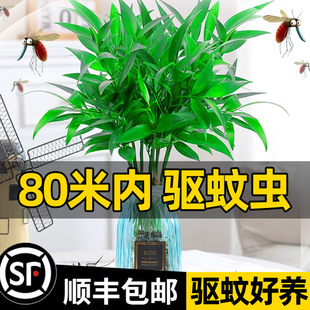 ��������ˮ��ֲ���҃ȿ͏dˮ�B�Gֲ���������k���������ļ����B