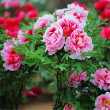 �ذ꡾ĵ�����N�ӡ��ļ�ĵ������ͥԺ�̨�������Թ�ľ��������