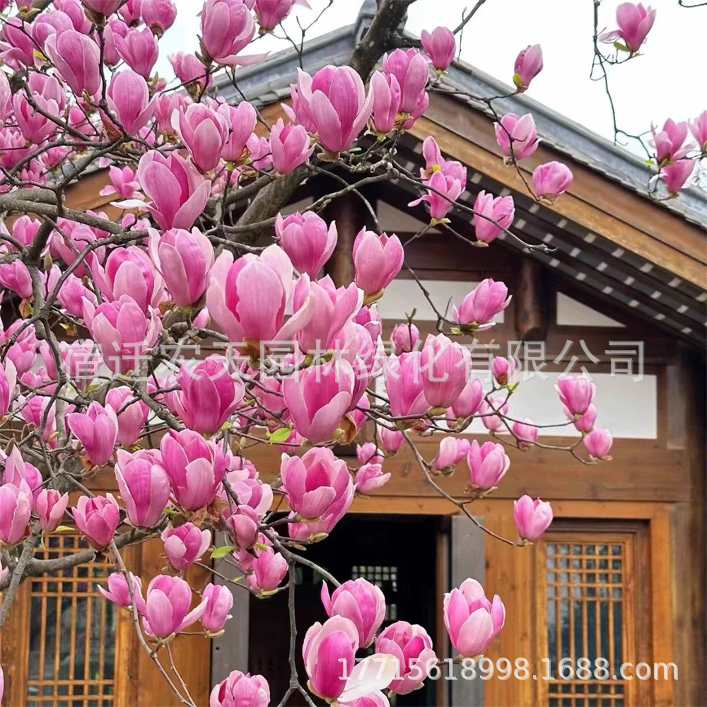 O1CN01HHoVtC1eH3skNC78A_!!1056