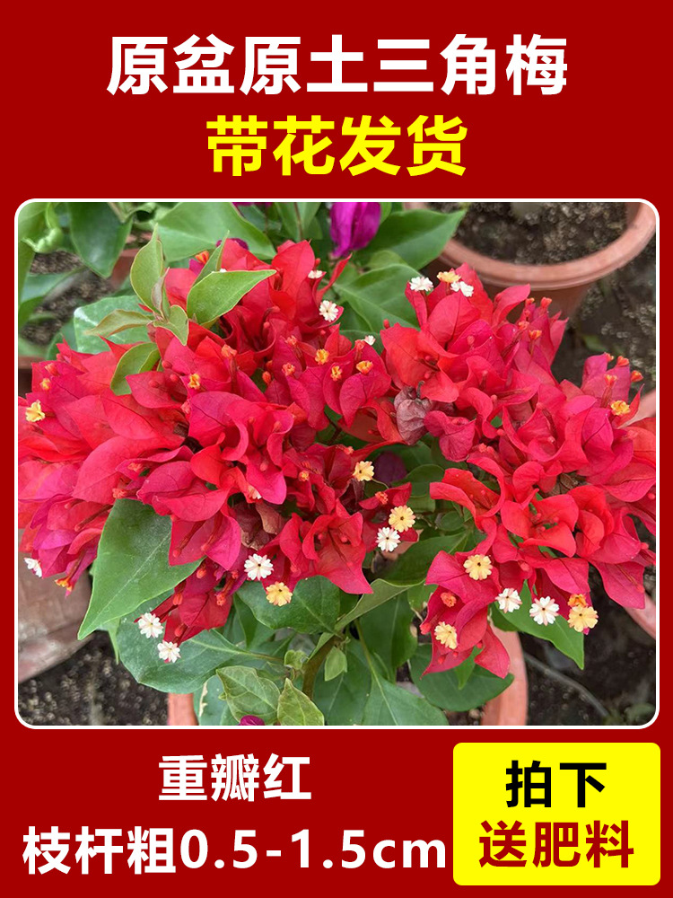 45~50cm 정도의 큰 이중 붉은 모종 [사계절 내내 꽃이 핀다] (꽃이 담긴 원래 화분에 담겨 배송)