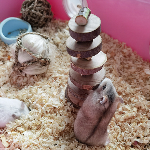 Apple wood gnawing skewers for hamsters, dragon cat round wood grinding toys, pet supplies for rabbits