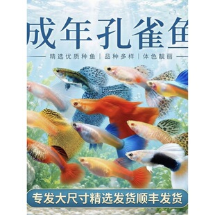 ��ȸ�~�Ꭷ�~�^�p�~�羫ƷС�͵�ˮ���B�ͻ���~���R��β�Pβ���N