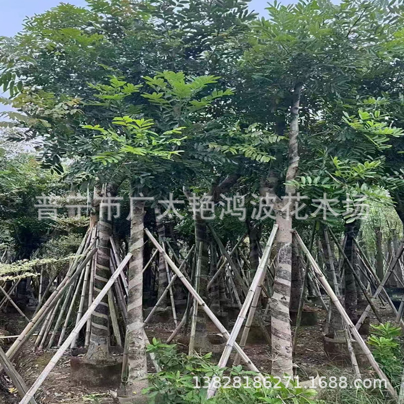 广东揭阳普宁艳鸿波花木苗桃花心木假植苗绿化苗木桃花心木观景树